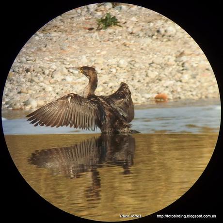 140. Digiscoping en Sant Adrià : Cormoranes