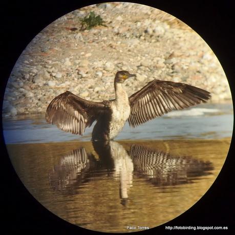 140. Digiscoping en Sant Adrià : Cormoranes