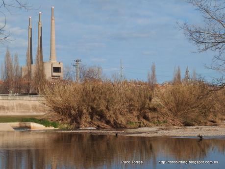 140. Digiscoping en Sant Adrià : Cormoranes