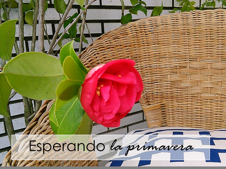 Esperando la primavera, las primeras camelias