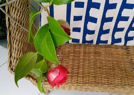 Esperando la primavera, las primeras camelias