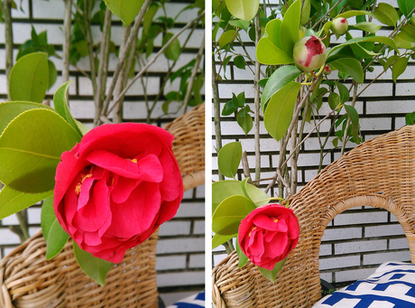 Esperando la primavera, las primeras camelias