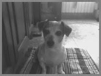 El mejor amigo del hombre