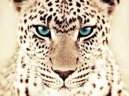 sueño con leopardos