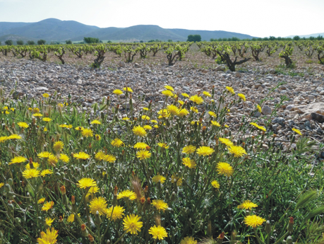 Los vinos de Rafa Bernabé