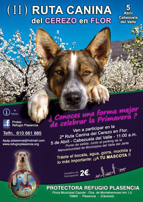 Ruta canina del Cerezo en Flor. Valle del Jerte.