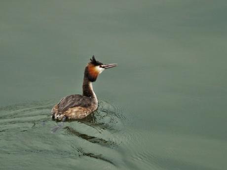 Comiendo y cortejando