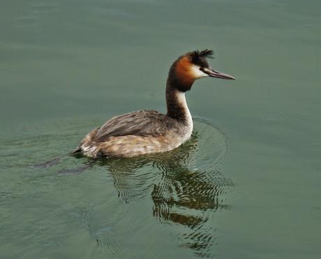 Comiendo y cortejando