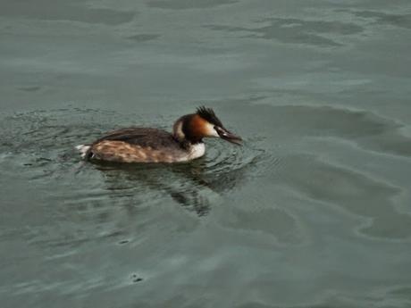 Comiendo y cortejando