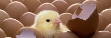 Si quieres cambiar cosas, vas a tener que romper cosas