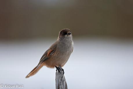 Arrendajo siberiano, adaptación sobre hielo