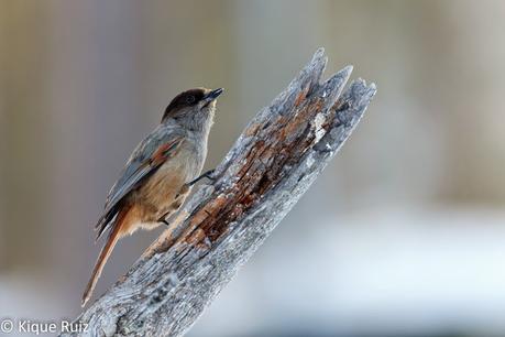 Arrendajo siberiano, adaptación sobre hielo