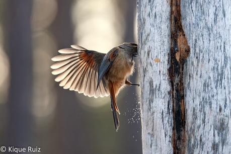 Arrendajo siberiano, adaptación sobre hielo