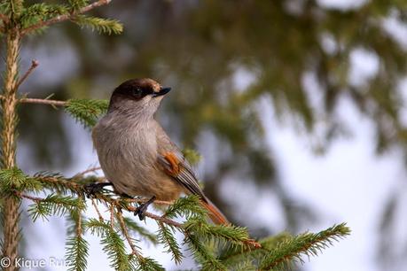 Arrendajo siberiano, adaptación sobre hielo