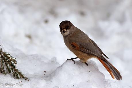 Arrendajo siberiano, adaptación sobre hielo