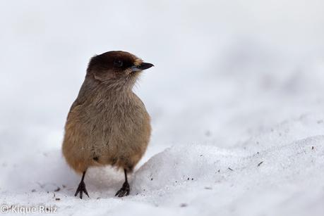 Arrendajo siberiano, adaptación sobre hielo