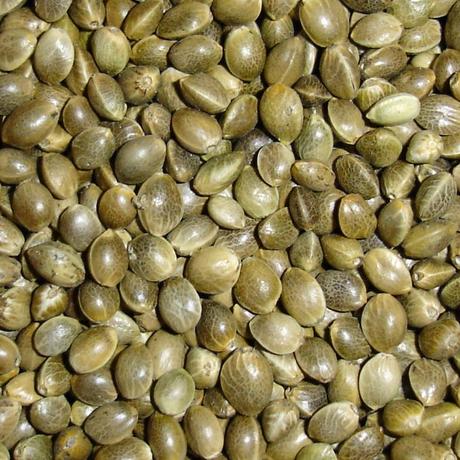 Beneficios de las semillas de cáñamo