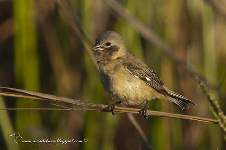 Capuchino garganta café (Dark-throated Seedeater) Sporophila ruficollis