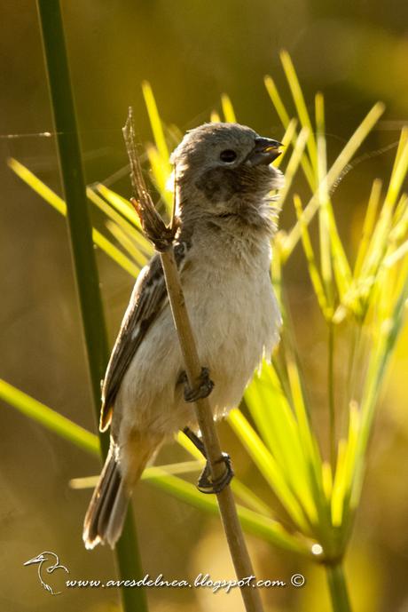 Capuchino garganta café (Dark-throated Seedeater) Sporophila ruficollis