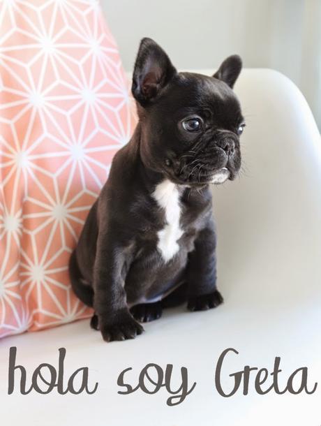 Así fue nuestra POP UP STORE en Valencia y ... una sorpresa muy perruna... GRETA!!! Así fue nuestra POP UP STORE en Valencia y ... una sorpresa muy perruna... GRETA!!!