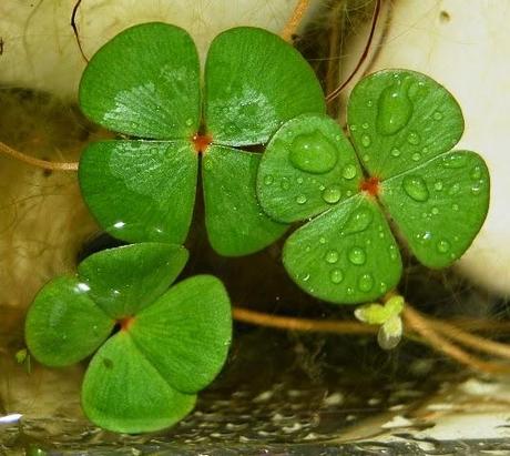 Tréboles de 4 hojas