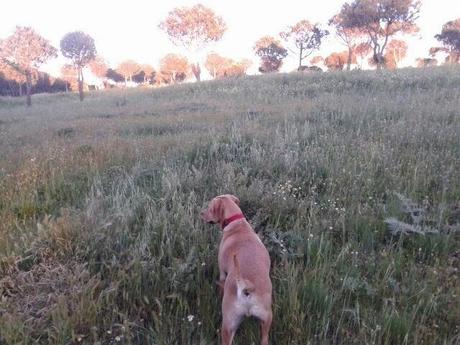 Violencia por los huesos