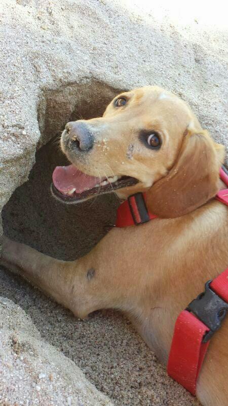 Estoy enfermo. Tengo Leishmaniosis. Koko antes del blog #3