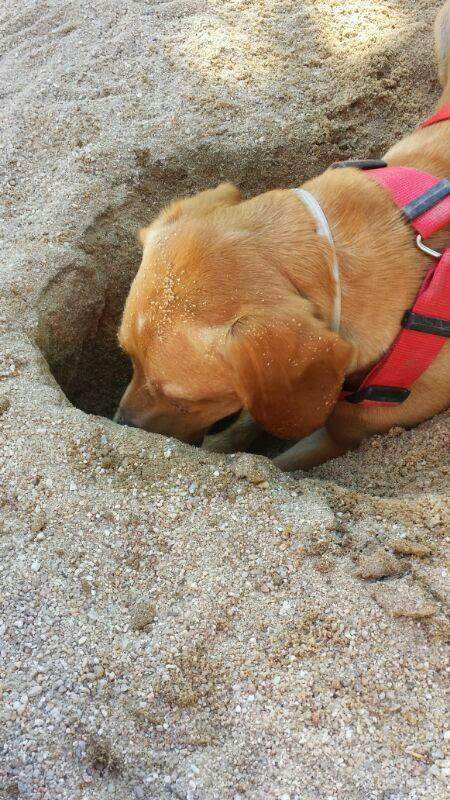 Estoy enfermo. Tengo Leishmaniosis. Koko antes del blog #3