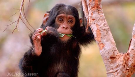 Movilizate por la selva Instituto Jane Goodall chimpances