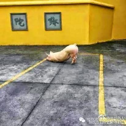Captan a un cerdo de rodillas en un templo budista. Captan a un cerdo de rodillas en un templo budista.