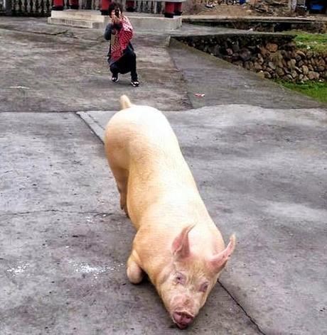 Captan a un cerdo de rodillas en un templo budista. Captan a un cerdo de rodillas en un templo budista.