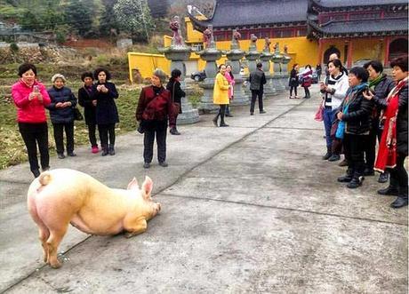 Captan a un cerdo de rodillas en un templo budista. Captan a un cerdo de rodillas en un templo budista.