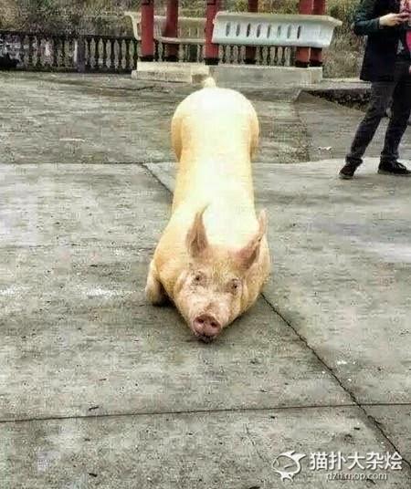 Captan a un cerdo de rodillas en un templo budista. Captan a un cerdo de rodillas en un templo budista.