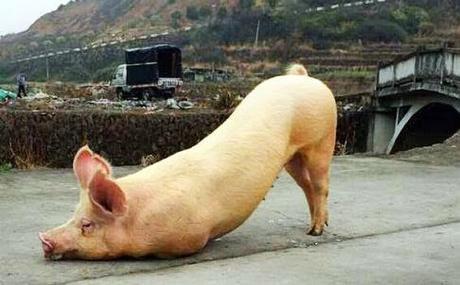 Captan a un cerdo de rodillas en un templo budista. Captan a un cerdo de rodillas en un templo budista.