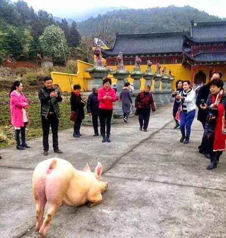 Captan a un cerdo de rodillas en un templo budista. Captan a un cerdo de rodillas en un templo budista.