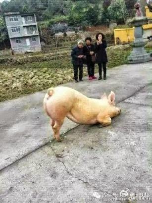 Captan a un cerdo de rodillas en un templo budista. Captan a un cerdo de rodillas en un templo budista.