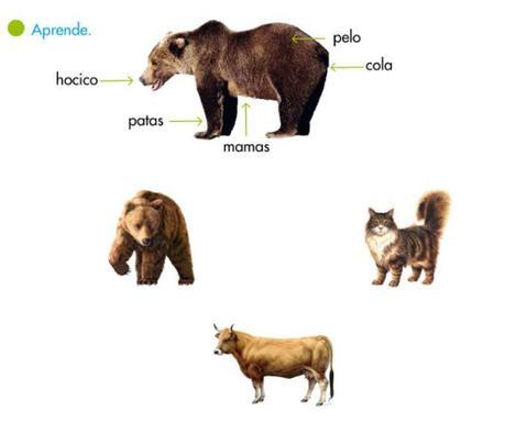 Los mamíferos: 2do grado mamíferos