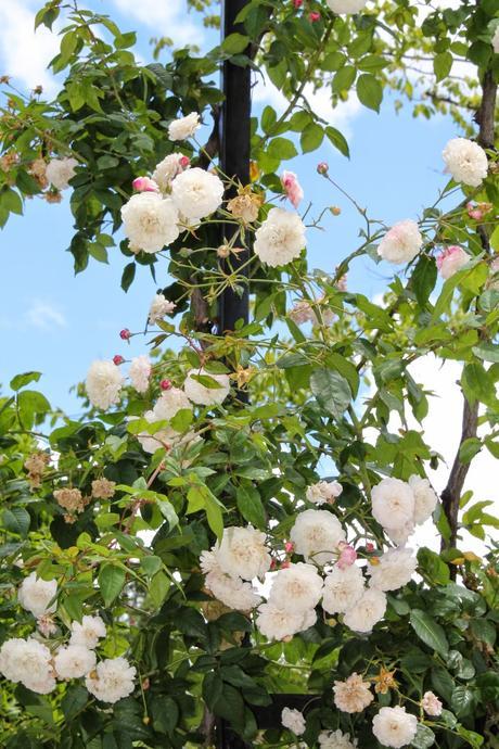 Reto de Tía Alia. Marzo 2015