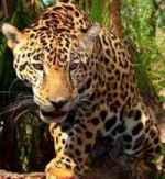 La ultima frontera del Jaguar