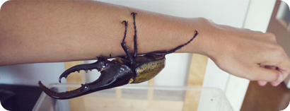 El Escarabajo Hércules Colombiano, la mascota ideal en Japón