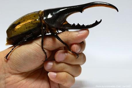 El Escarabajo Hércules Colombiano, la mascota ideal en Japón