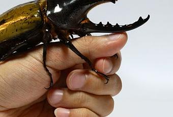 El Escarabajo Hércules Colombiano, la mascota ideal en Japón - Paperblog