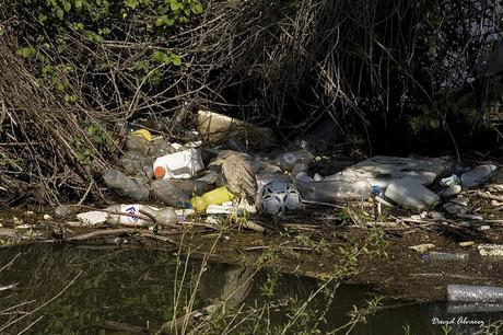 ¿Sirve para algo limpiar los ríos? ¿Sirve para algo limpiar los ríos?