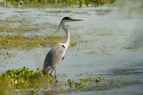 Garza mora (White-necked Heron) Ardea cocoi