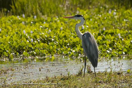 Garza mora (White-necked Heron) Ardea cocoi