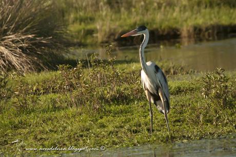 Garza mora (White-necked Heron) Ardea cocoi
