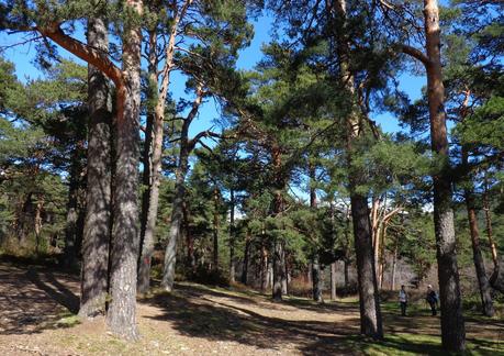 CERCEDILLA      Y      LAS      DEHESAS