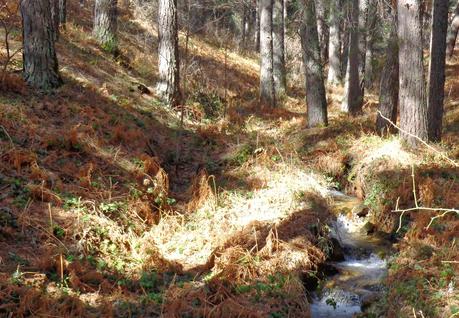 CERCEDILLA      Y      LAS      DEHESAS