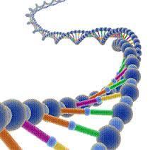 Descubren un Gen Clave en la Evolución de la Inteligencia