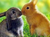 ¿Qué significa soñar conejos?